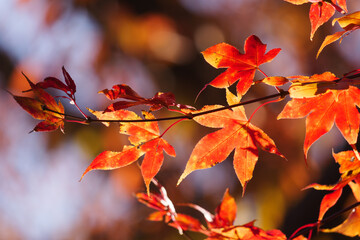 Red and yellow maple leaves, a beautiful autumnal scene
