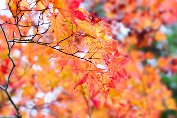 Red and yellow maple leaves, a beautiful autumnal scene