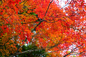 Close-up of maple leaves in autumn in a Japanese garden