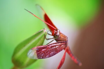 red dragonfly perched on a flower
