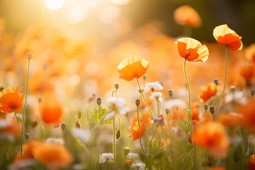 Gordijnen Field of orange poppies bathed in golden sunlight. Apricot Crush. Spring beauty concept. Suitable for nature publications, desktop wallpaper, banner © dreamdes