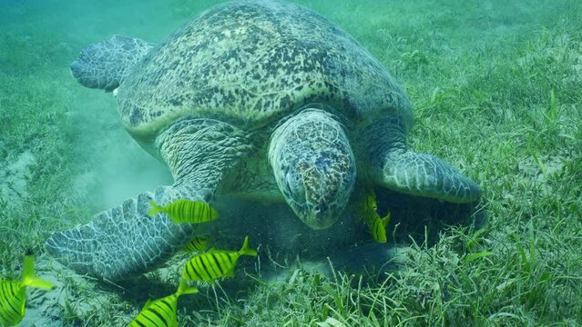Front side of Great Green Sea Turtle (Chelonia mydas) with group of Golden Trevally fish (Gnathanodon speciosus) grazing on seagrass meadow at daytime, Slow motion 