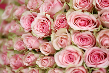 Bouquet of colorful roses as background, closeup. Pink flowers full frame