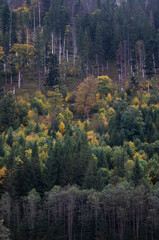 Autumnal Serenity in the High Tatras: A Forest Tapestry of Gold and Green in Poland - An Enchanting Backdrop for Environmental and Travel-Related Visual Narratives