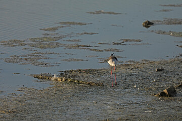 Bird in the water shore beach foraging in the Camargue