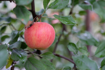 red apple on a branch close-up