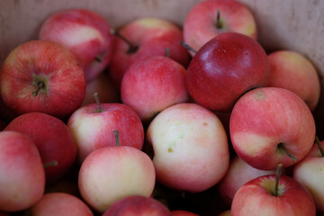 red apples in a bucket