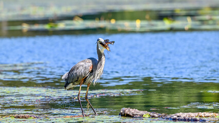 Great blue heron on lake eating fish