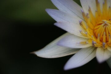 Obraz na płótnie Canvas close up of lotus petals