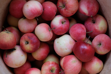 apples in a bucket
