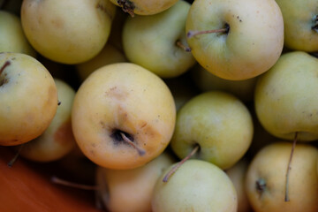 apples in a bucket