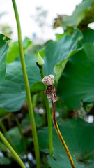 Lotus seed pod