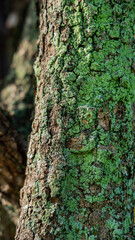 Fototapeta premium bark texture