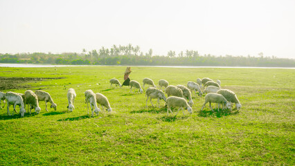 Obraz premium sheep in the field