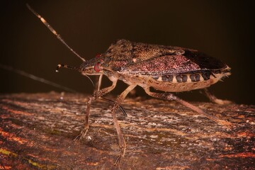 the bug on the ground