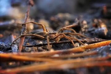 closeup of a spider