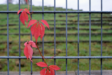 Red ivy growing up a metal fence