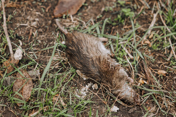 A dead rat with its head torn off lies on the ground in nature in the forest. Photograph of the animal.