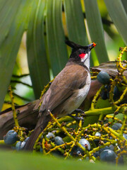 Red Whiskered Bulbul bird eating drupe seeds from palm tree in Mauritius 