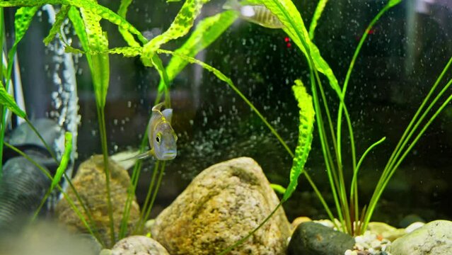 Jack Dempsey fish swimming in aquarium. Cichlasoma octofasciatum. Aquatic animals. 4K, UHD