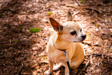 Leila the Chihuahua Dog on a hiking tour in the autumnal Bavarian Forest, Bavaria, Germany.