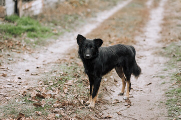 Photograph, portrait of a black hungry homeless mongrel dog outdoors in autumn in nature.