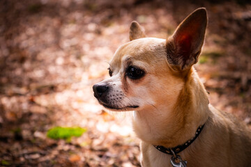 Leila the Chihuahua Dog on a hiking tour in the autumnal Bavarian Forest, Bavaria, Germany.