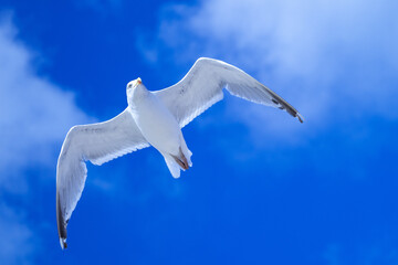 Möwe, Strand, See, Sommer, Wolken, 