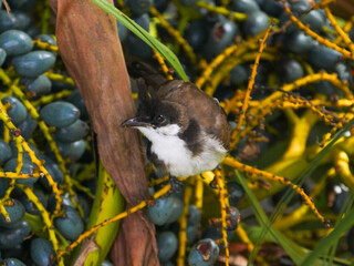 Close-up of a juvenile red Whiskered Bulbul bird perching on palm tree 
