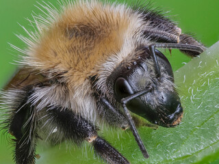 Ackerhummel (Bombus pascuorum)