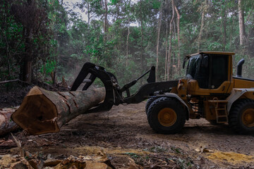 Wheel loader handling a freshly extracted tree log in sustainable Amazon forest management