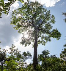 An imposing Brazil nut tree (Bertholletia excelsa) rises above the Amazon rainforest canopy, showcasing the grandeur of one of the region's iconic tree species