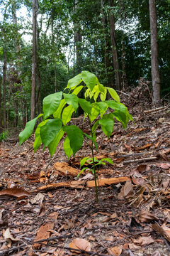 Resilience in the Amazon: sapling thriving amid in an area scarred by deforestation as a symbol of hope