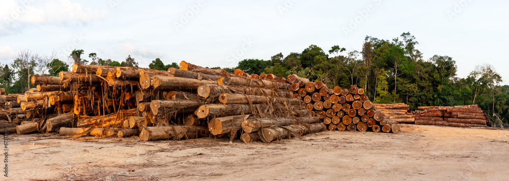 Wall mural sustainable forestry: timber log storage yard in the brazilian amazon rainforest