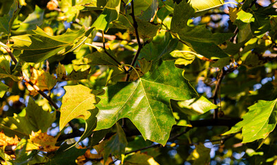 Autumn colors, leaves on the tree, Warsaw, Poland