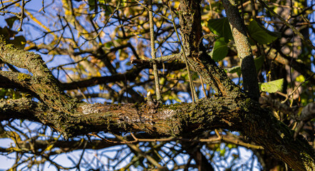 Autumn branches of an old tree, Warsaw, Poland