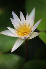 close up of lotus petals