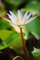 Fototapeta premium close up of lotus petals