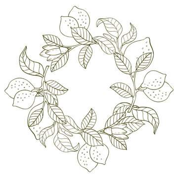 A composition of lemon twigs and lemons in the form of a wreath. Citrus composition in graphic style. Vector illustration isolated on a white background.