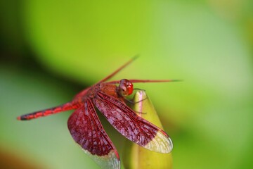 close up of lotus petals