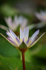 Fototapeta premium close up of lotus petals