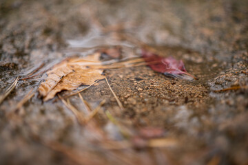 leaves on the floor on a rainy day