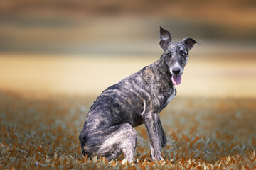 A whippet dig sitting on the grass