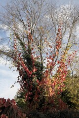 colorful autumnal seasonal leaves in park 
