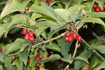 cornus mas tree with red fruits 