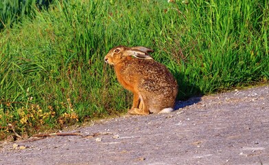 closeup of a hare
