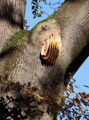wild Honey bee-Apis mellifera on huge branch of tree