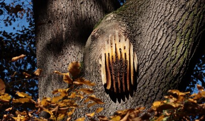 wild Honey bee-Apis mellifera on huge branch of tree