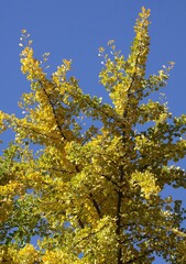 colorful autumnal seasonal leaves in park 