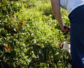 Picking red pepper on a sunny day